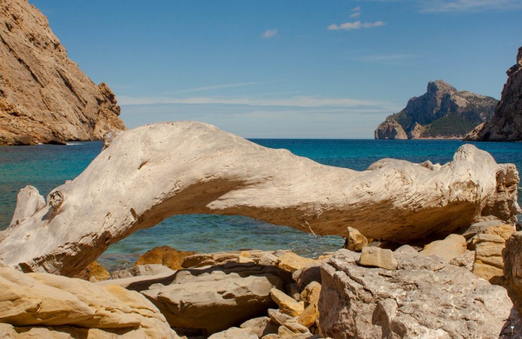 Trauminsel Mallorca: Heimat der Zitrusfrüchte