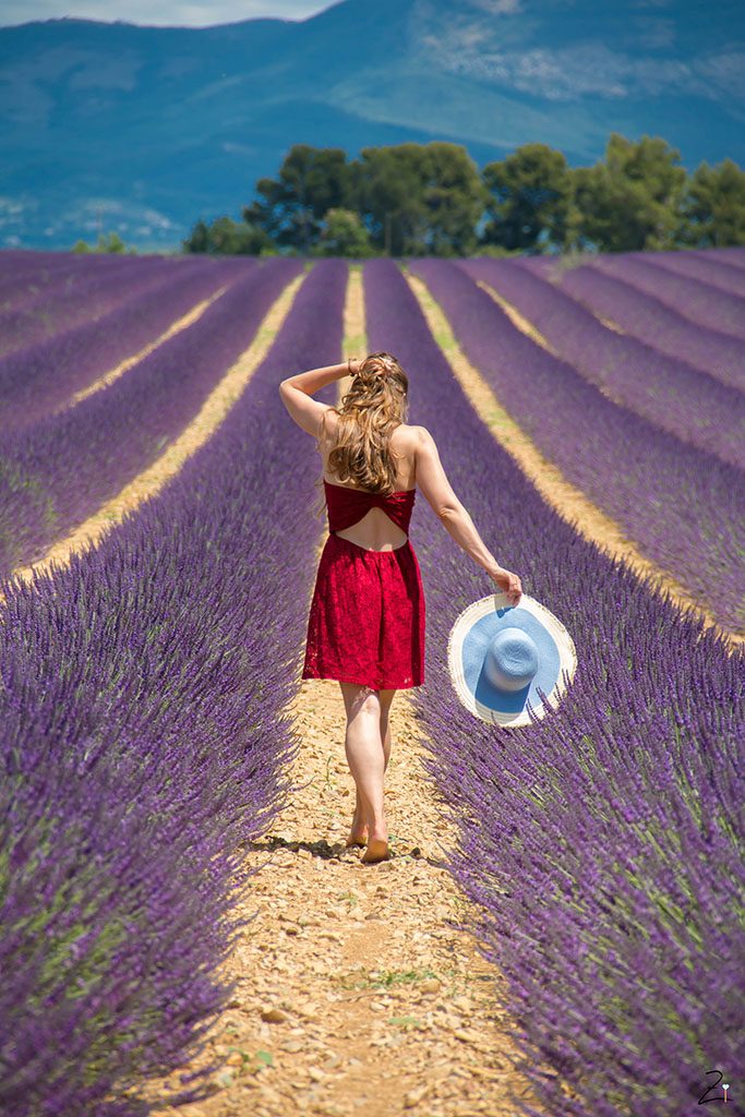 Die Lavendelblüte in Valensole © Angelina Antal