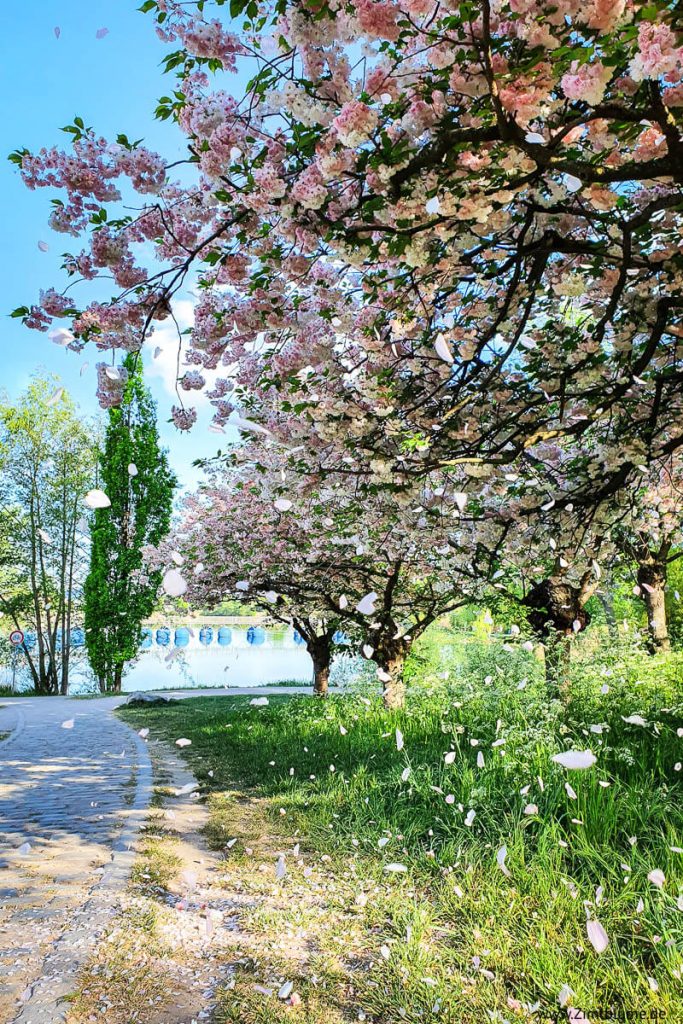 Frühling Seepark Freiburg