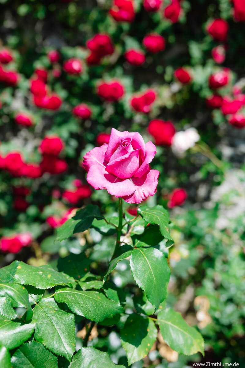 Rose in Gärten Isola Bella