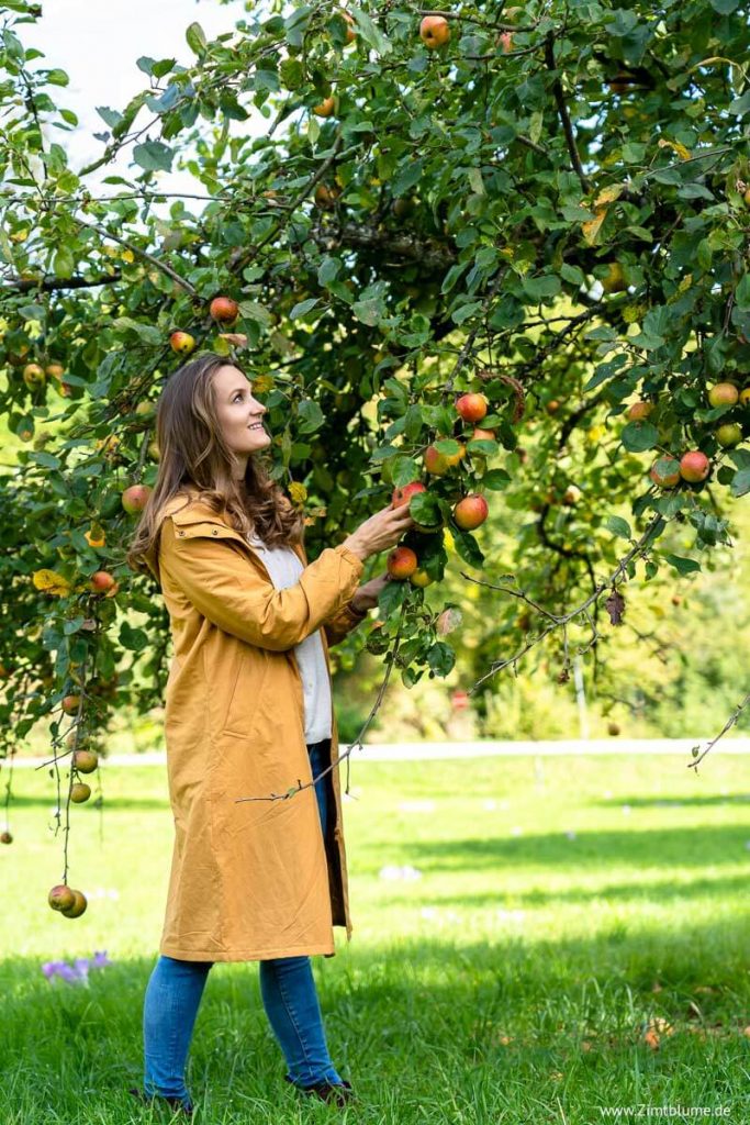 Frau greift nach oben zu Apfel am Baum, um ihn zu ernten