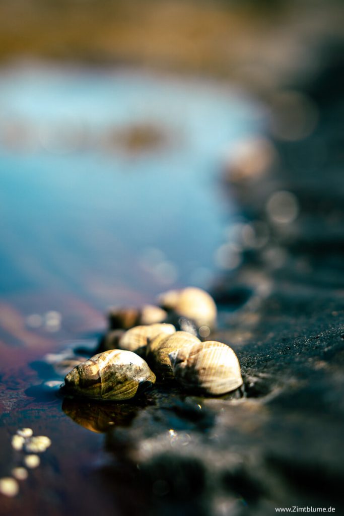 Muscheln auf den Blue Rocks in Nova Scotia