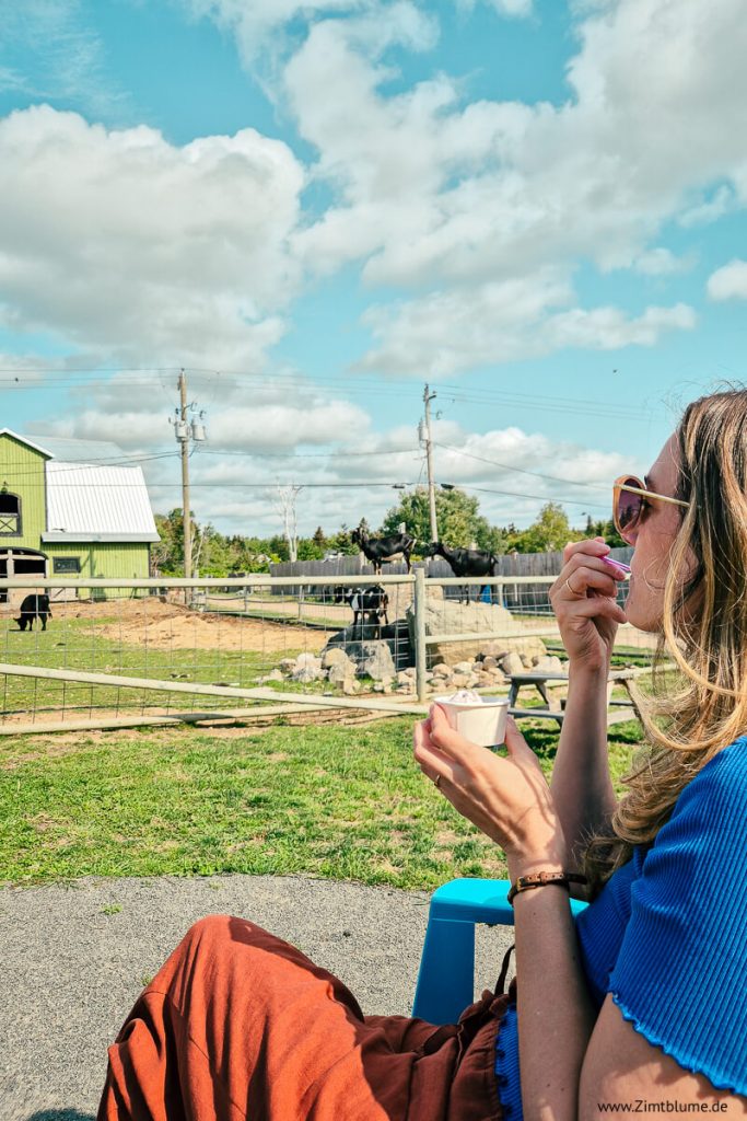 Angelina von Zimtblume isst ein Eis draußen vor dem Ziegengatter auf der Groovy Goat Farm in Ingonish.