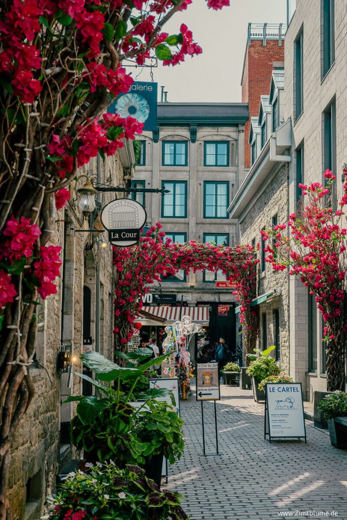 Straße mit pink blühenden Bäumen in der Altstadt von Montreal
