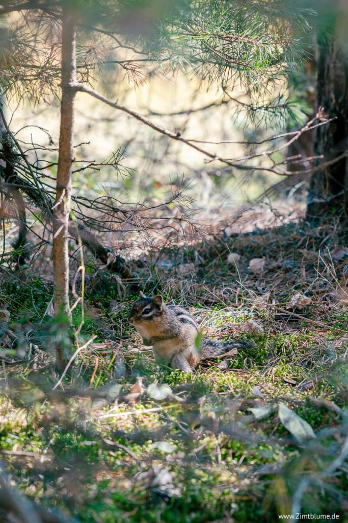 Eichhörnchen im Boisé du Quai Park