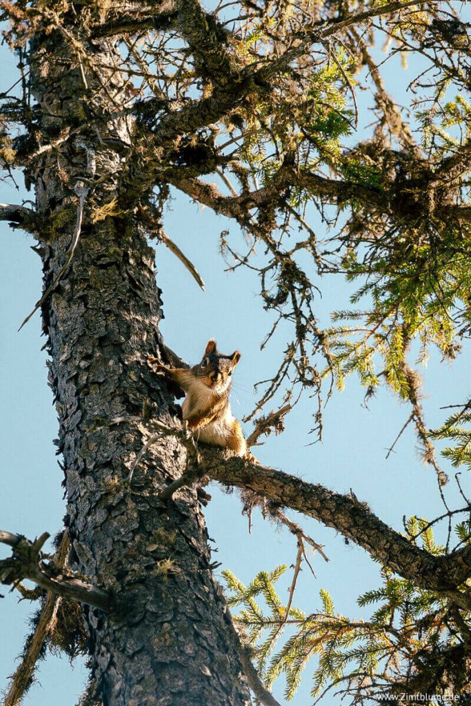 Eichhörnchen auf einem Baum im Parc national des Grands-Jardins