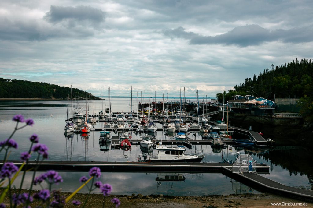Der Hafen von Tadoussac gegen Abend mit lila Blumen im Vordergrund