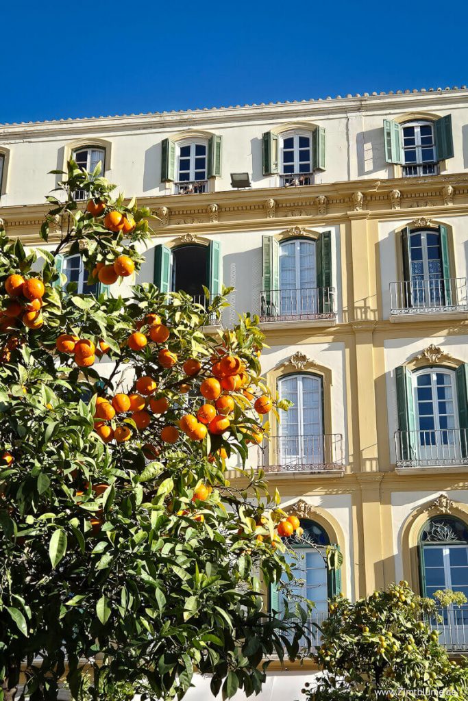 Orangenbaum in Málaga
