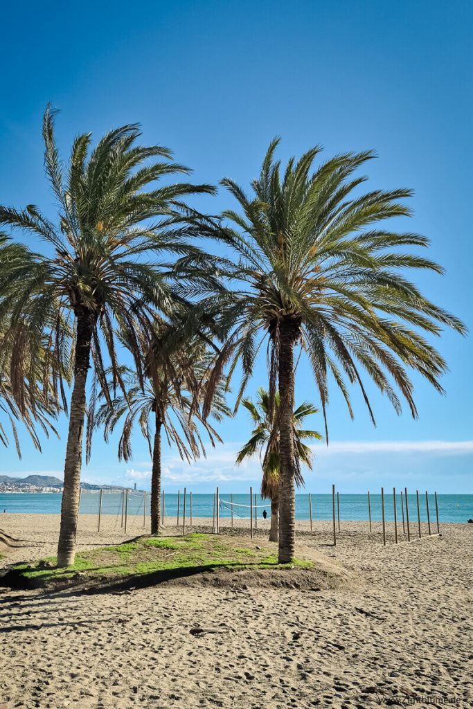 Palmen in Playa la Caleta, Málaga
