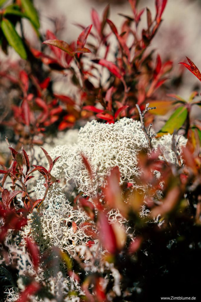 Rentierflechte im Parc national des Grands-Jardins