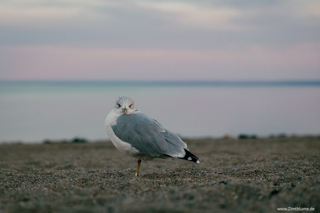 Möwe am Strand von Saint-Irénée