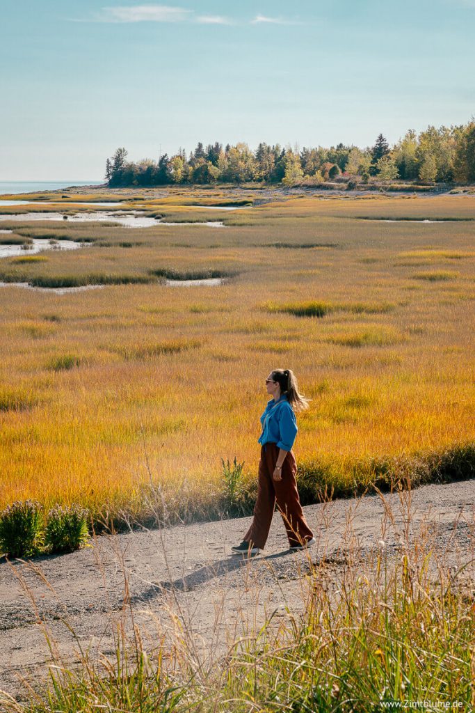 Zimtblume geht auf der L'Isle-aux-Coudres in Charlevoix spazieren
